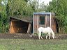 daglfing_pferd1